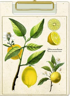 Bild von Klemmbrett-Set DIN A5