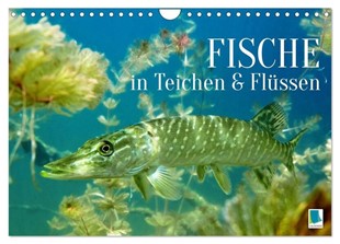 Bild von Calvendo, Calvendo: Fische in Teichen und Flüssen (Wandkalender 2026 DIN A4 quer), CALVENDO Monatskalender